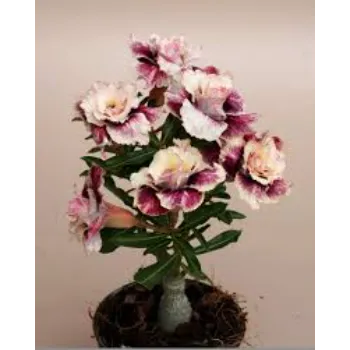 Designer Adenium Plant 1a-adenium plant-7183850-98349.webp